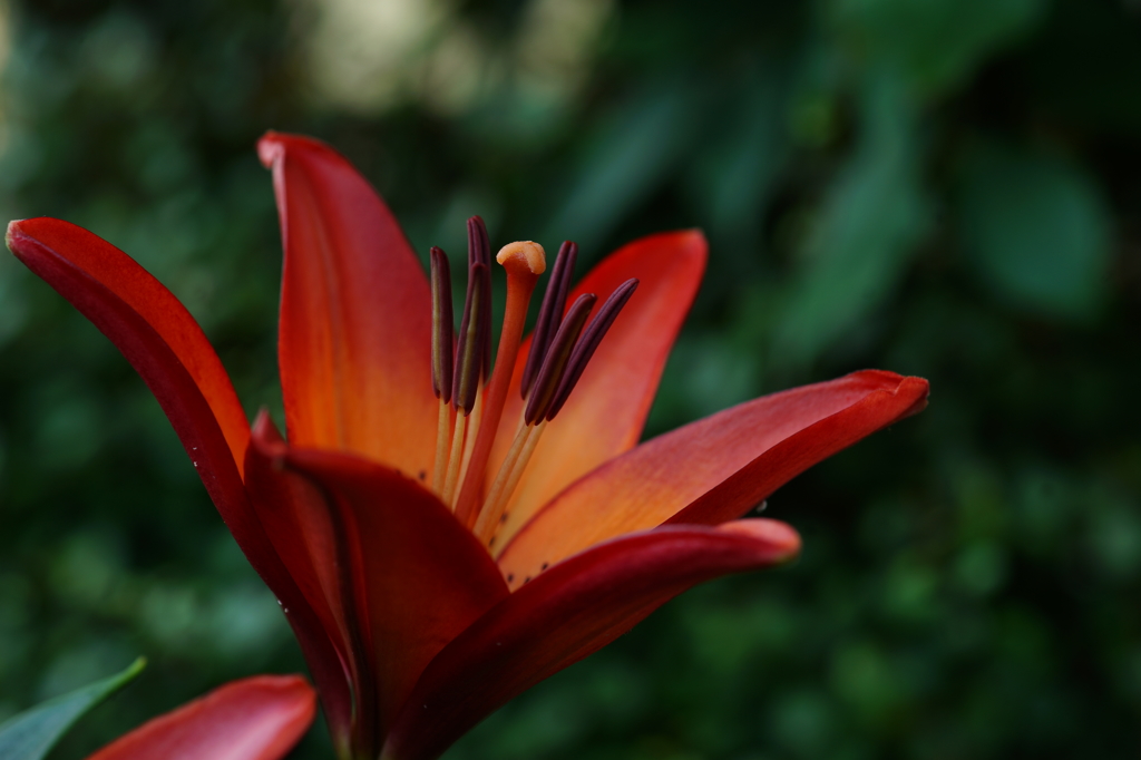 咲き始め ユリ 2016 6/11 DSC03531