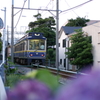 途中下車のぶら散歩② 6/1　江ノ電と紫陽花　PICT2555