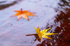 雨に濡れ光る黄葉～武蔵野陵～ ②