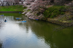 千鳥ヶ淵 2016 3/27 DSC07239