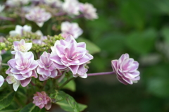 鎌倉　長谷にて①PICT2036