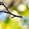 白梅花～パステルカラーに煌く光の中で