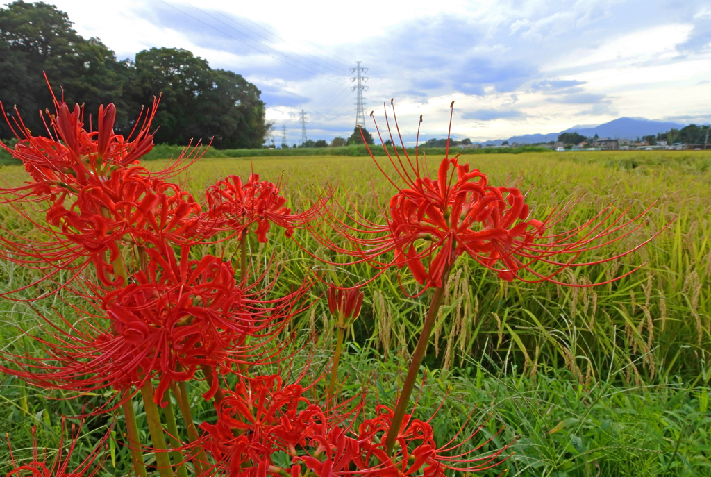 風は秋色に～曼珠沙華咲く田園風景～