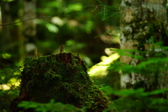 白駒の苔の森 2016 8/17 DSC07512