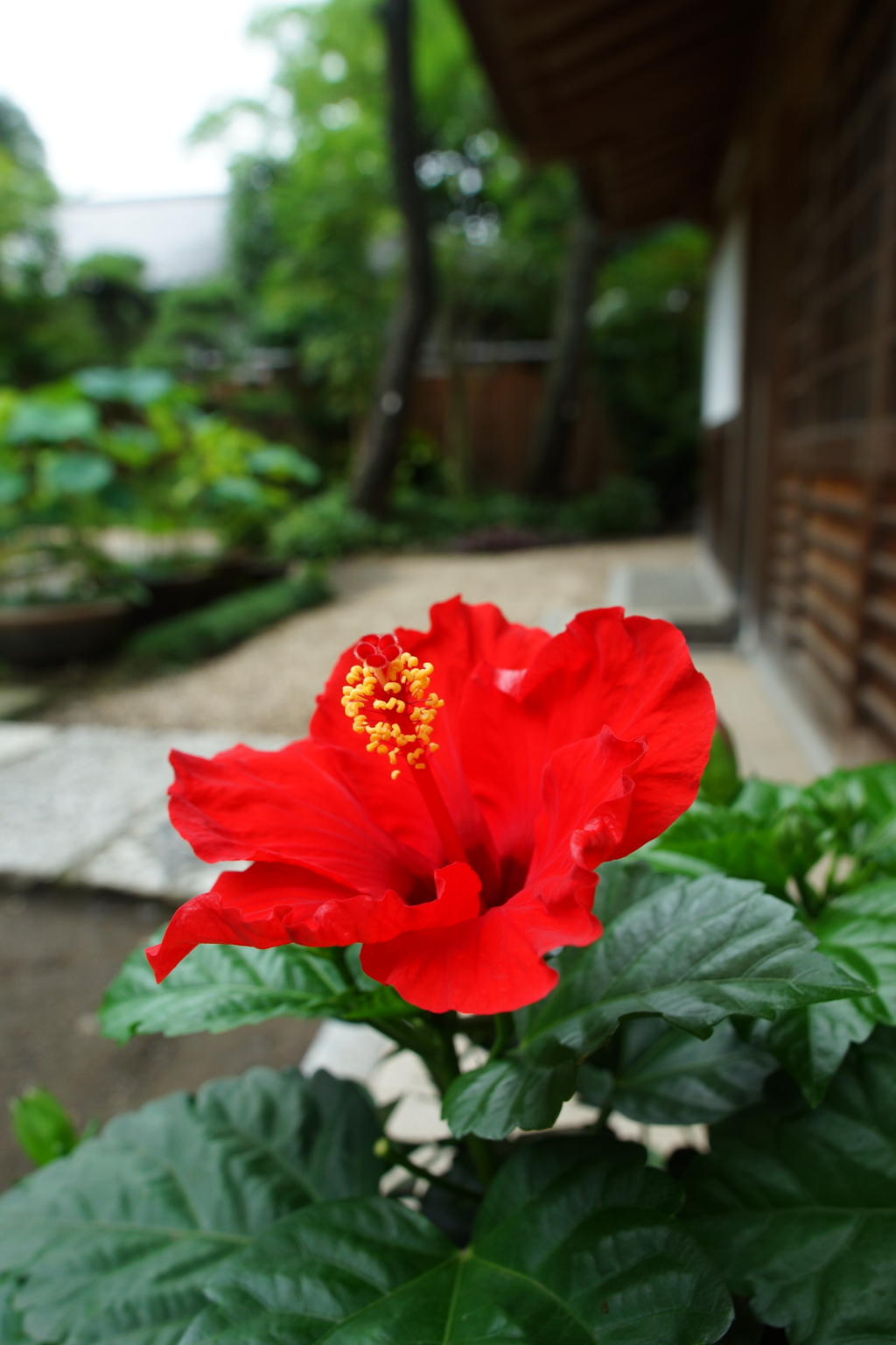 夏の朝ぶら 2016 7/16 DSC05737