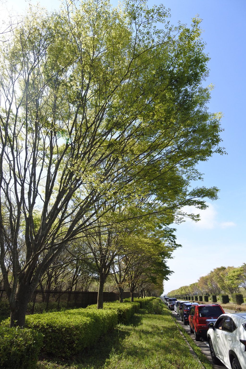 いざ、国営ひたち海浜公園 2016 4/23 DSC_0250