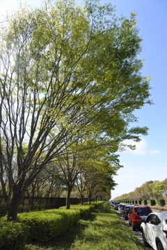 いざ、国営ひたち海浜公園 2016 4/23 DSC_0250