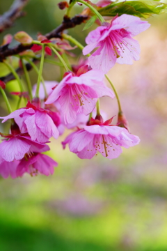 伊豆土肥 白浜桜の里 2016 2/11 DSC05625