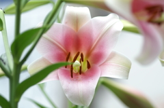 後ろ髪引かれて 6/8　PICT2818