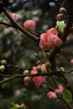 ボケ 雨の普門寺 20160319 DSC_2362