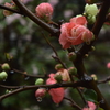 ボケ 雨の普門寺 20160319 DSC_2362