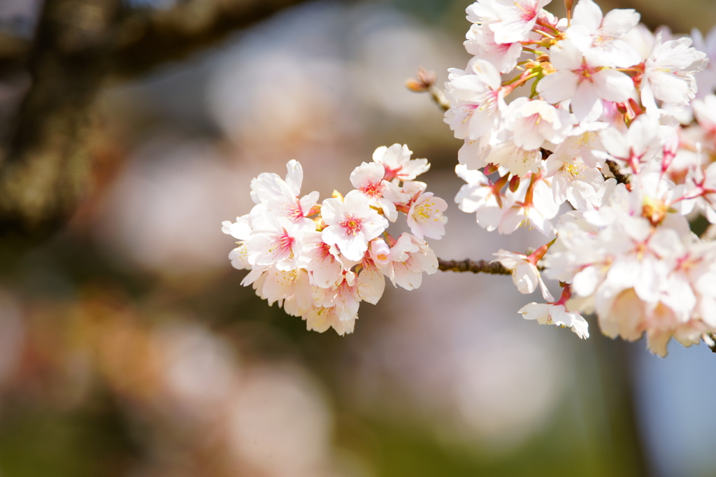 玉縄桜 フラワーセンター大船植物園 2016 2/27 DSC06100