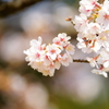 玉縄桜 フラワーセンター大船植物園 2016 2/27 DSC06100