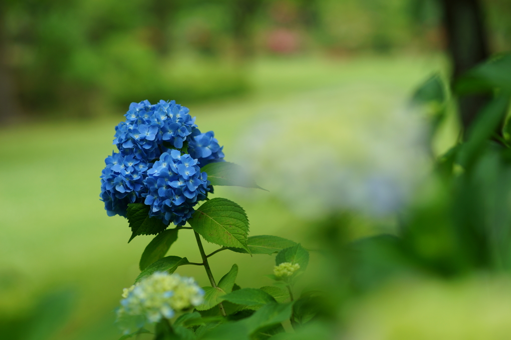 紫陽花ぶら散歩 大庭城址公園 2016 5/28 DSC03055