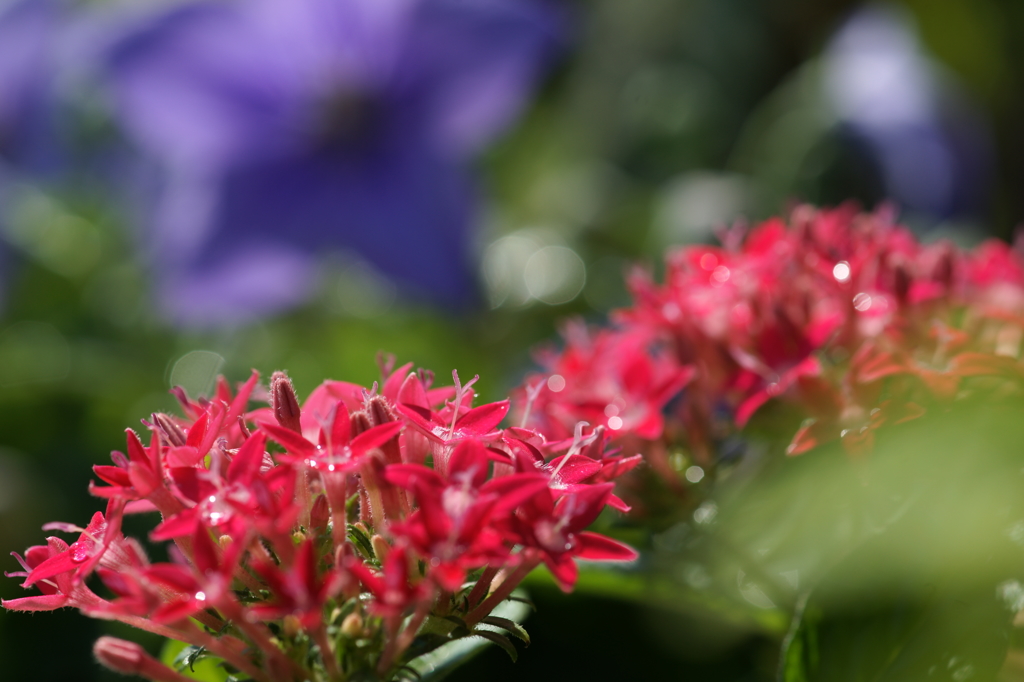 ぶら散歩 腰越 7/27 DSC03902