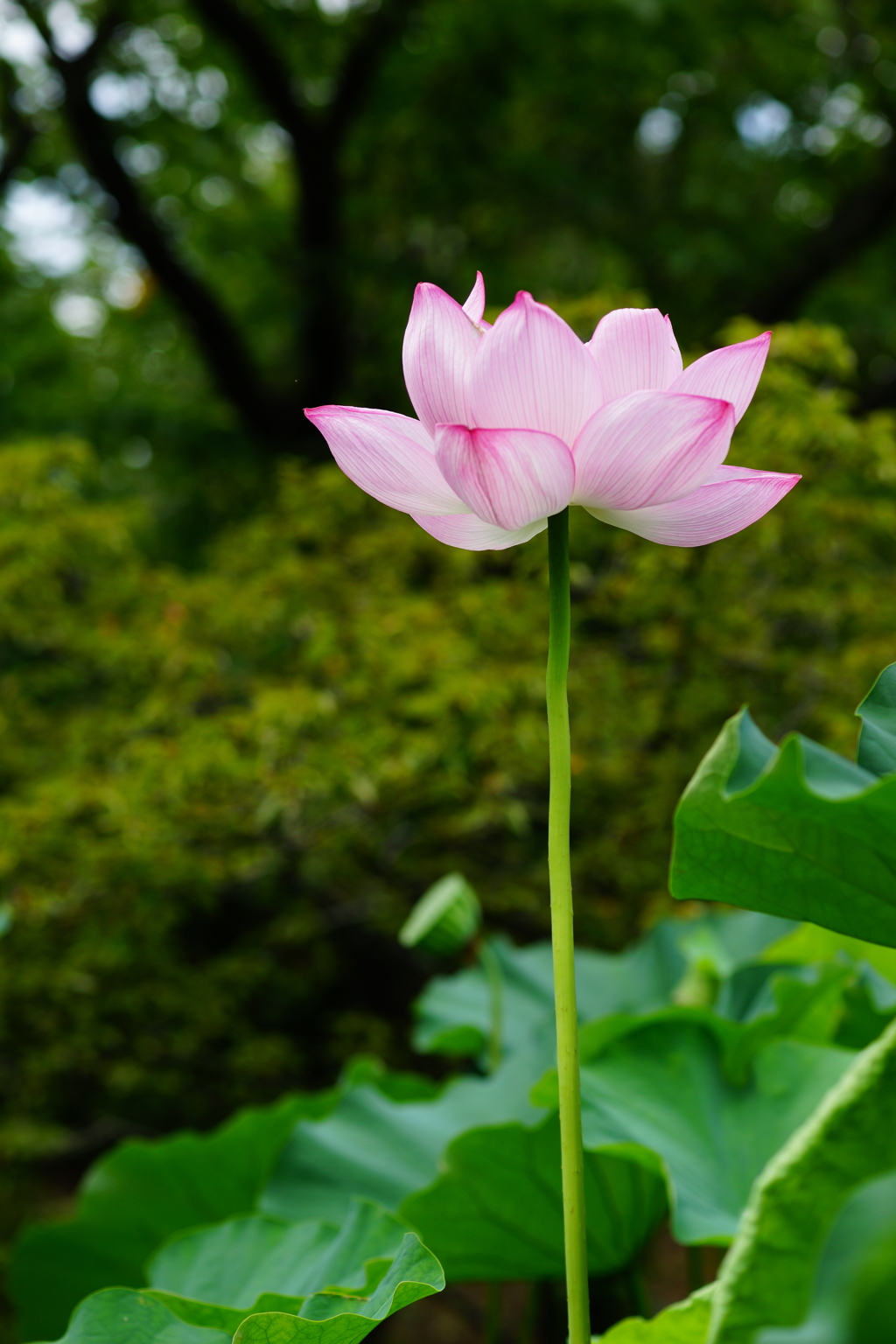 夏の花 2016 7/31 DSC06984
