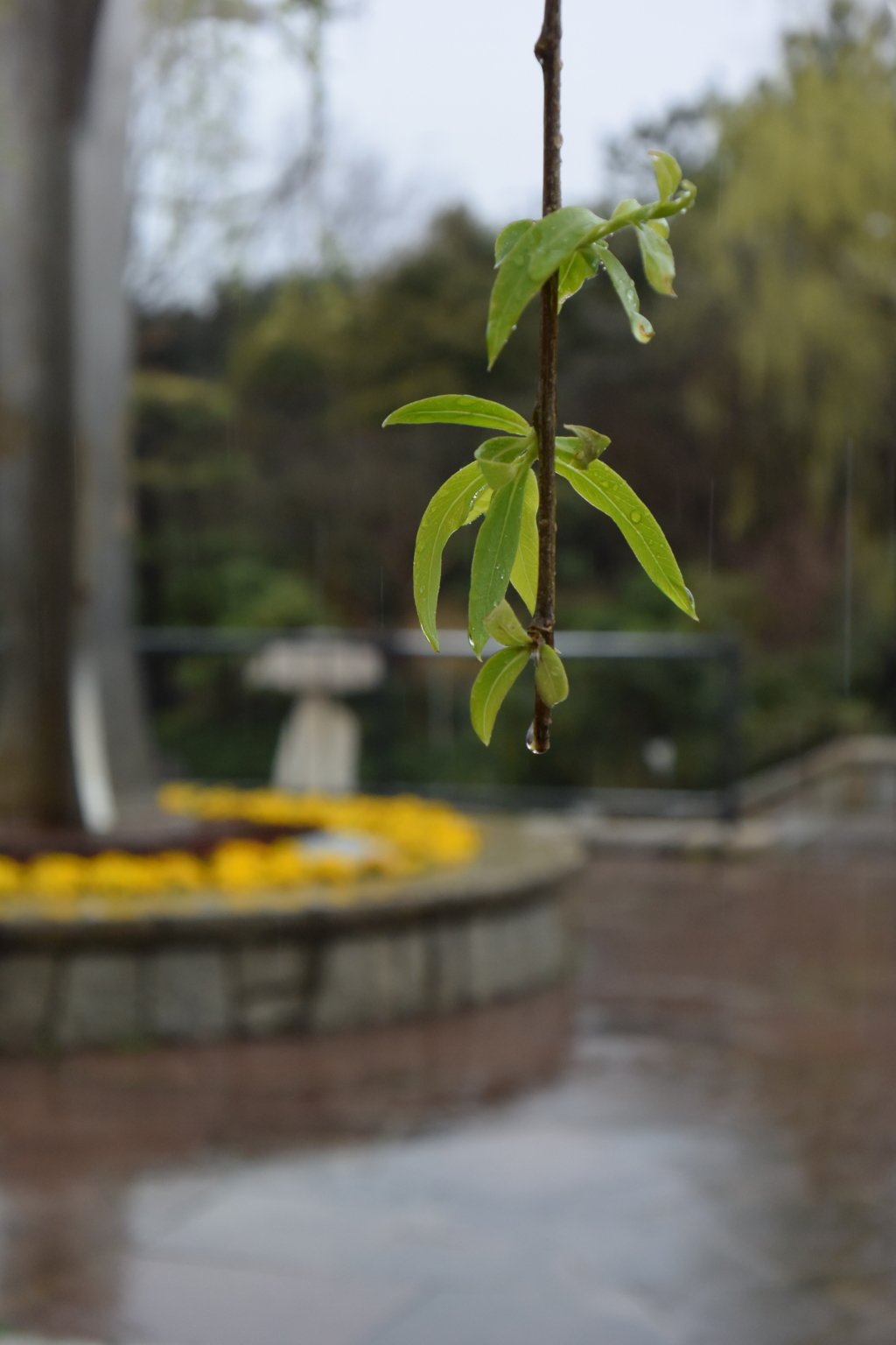 雨の長久保公園 20160319 DSC_2366