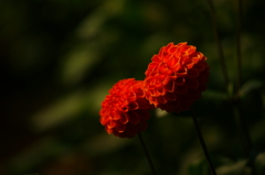 ぶら散歩 神代植物公園 2015 10/12 DSC08522