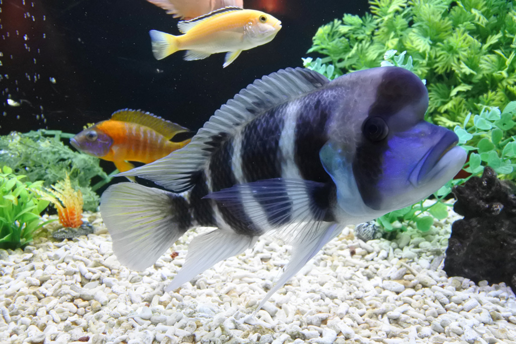 アクアリウムにカラフルなギョ、ギョ、ギョ ②