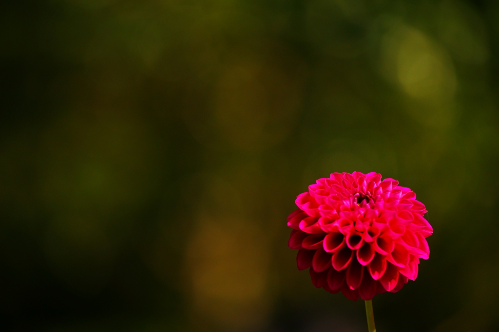 ぶら散歩 神代植物公園 2015 10/12 DSC08531