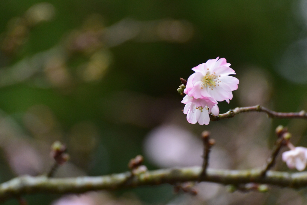 十月桜～箱根～