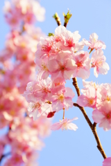 片瀬山の河津桜