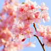 片瀬山の河津桜