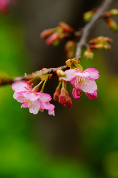 河津桜 三浦海岸ぶら散歩 2016 2/6 DSC05150