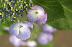 額紫陽花 鎌倉にて5/31 PICT2494