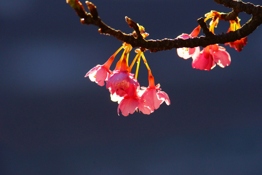 鎌倉宮 河津桜 2016 1/24 DSC04668