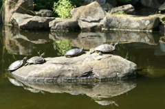 ぶら散歩 長久保公園 9/19 PICT1463