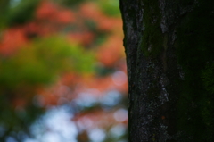 小さい秋 ぶら散歩 昭和記念公園 201510/10DSC07859
