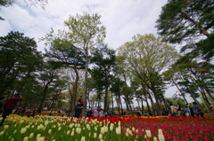 いざ、国営ひたち海浜公園 2016 4/23 DSC05581