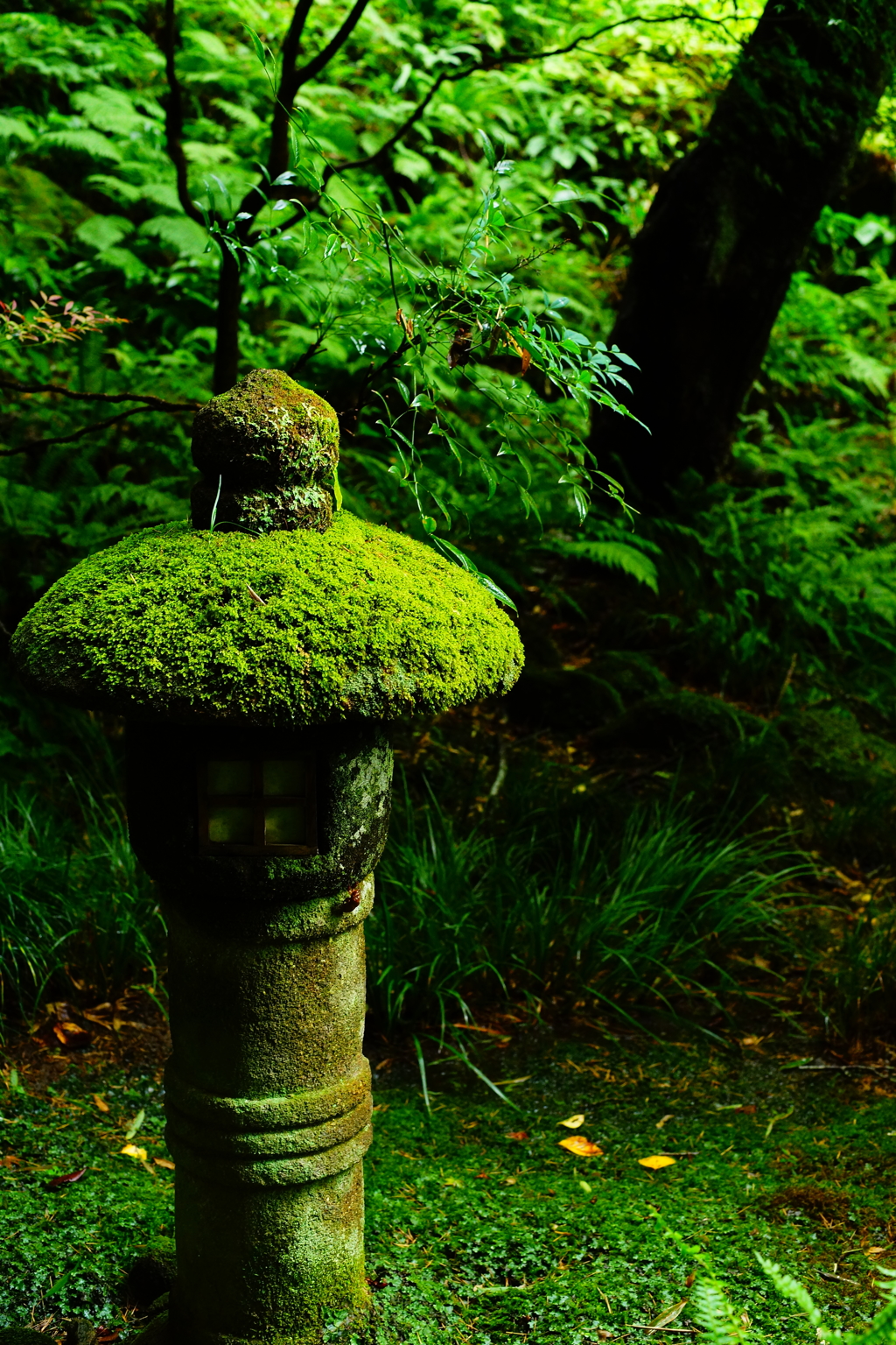 報国寺 竹の庭  2016 8/20 DSC08026