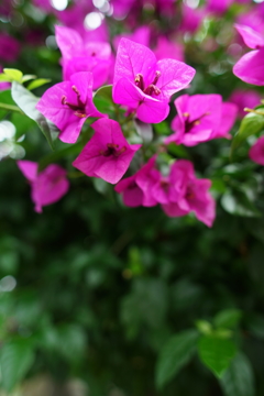 夏の朝ぶら 2016 7/16 DSC05842