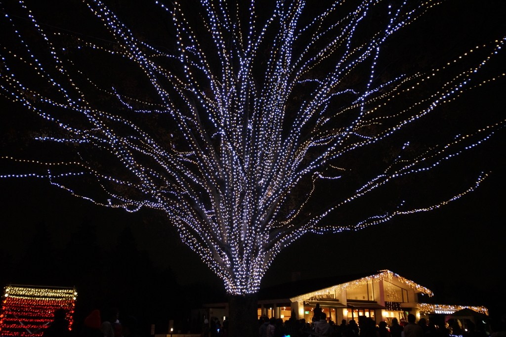 国営昭和記念公園 Winter Vista Illumination 2015 