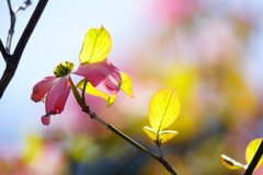 街路樹の花水木 ②