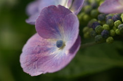 額紫陽花 鎌倉にて5/31 PICT2492