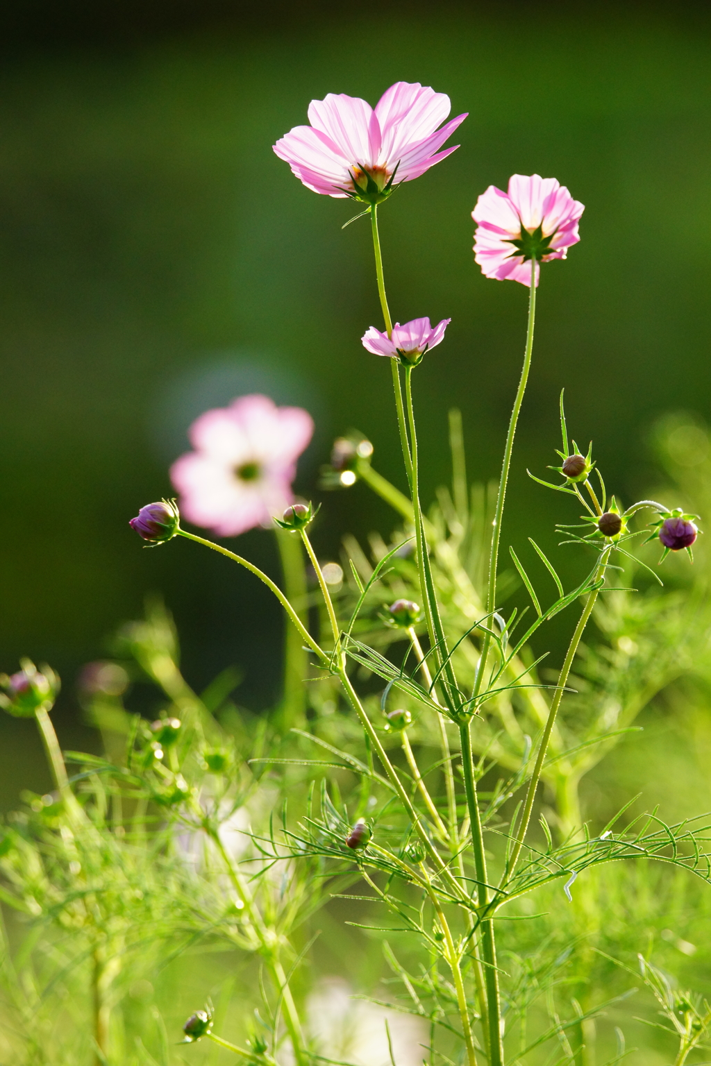 秋桜～秋の陽射しに包まれて～