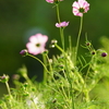 秋桜～秋の陽射しに包まれて～