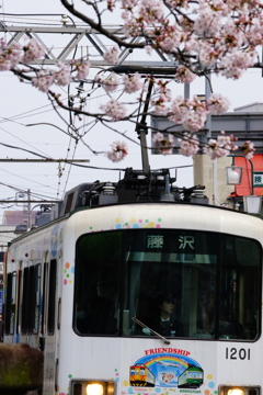 満開の桜と美人運転士の江ノ電 2016 4/2 DSC07884