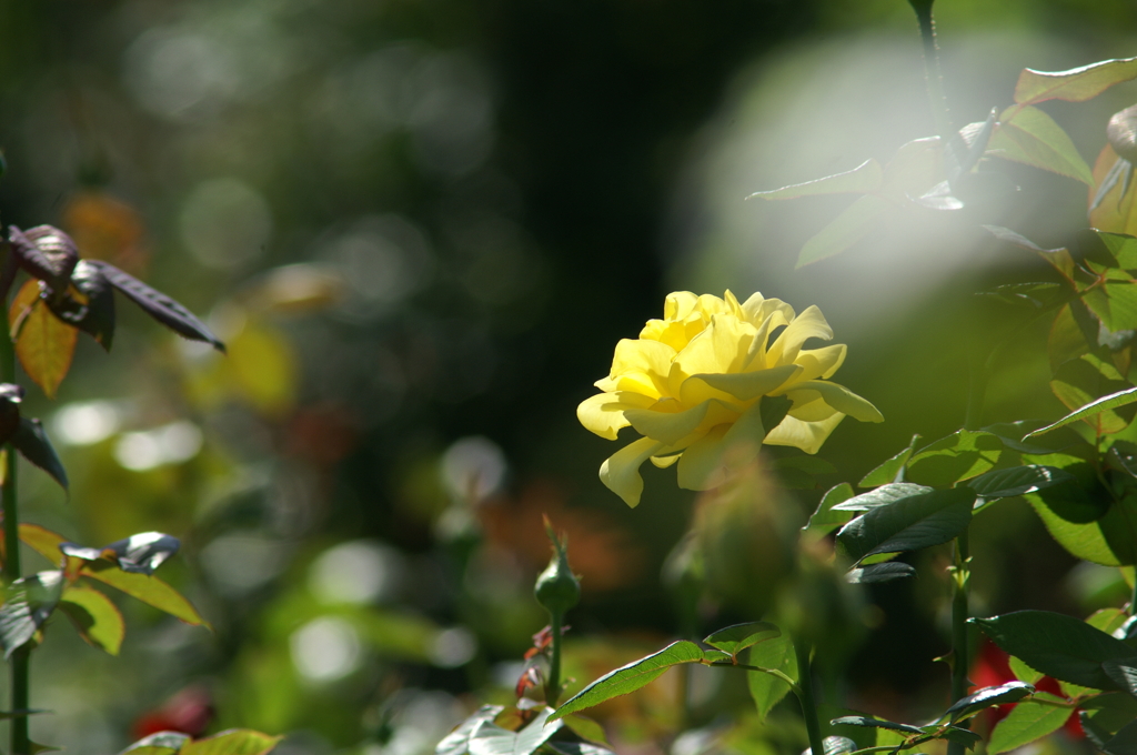 ぶら散歩 花菜ガーデン 10/3 PICT6817