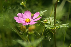 ぶら散歩 7/20 DSC03010