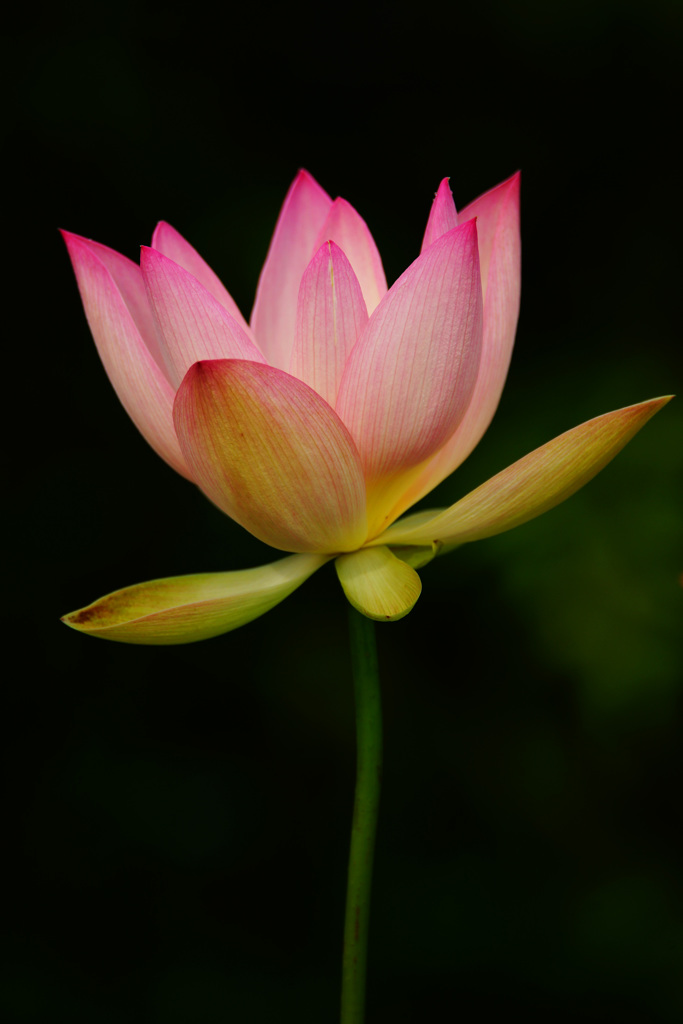 極楽の花開く季節 ④