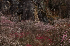 湯河原梅林の春景～春一番が吹いた後で～②