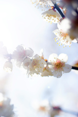 白く透き通る梅花弁