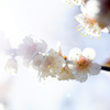 白く透き通る梅花弁