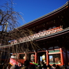 桜は咲いたが梅がまだ…？