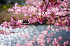 河津桜まつり 2016 2/21 DSC06002