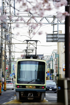 江ノ電と桜 2016 4/2 DSC07503